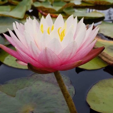Nymphaea myra nelumbogarden waterlilies 1