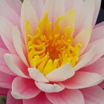 Nymphaea myra nelumbogarden waterlilies 2