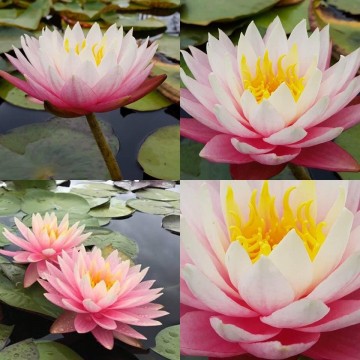 Nymphaea myra nelumbogarden waterlilies 4