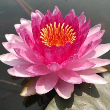 Nymphaea nattamon nelumbogarden waterlilies matthijs hazeleger water lilies 1.jpg