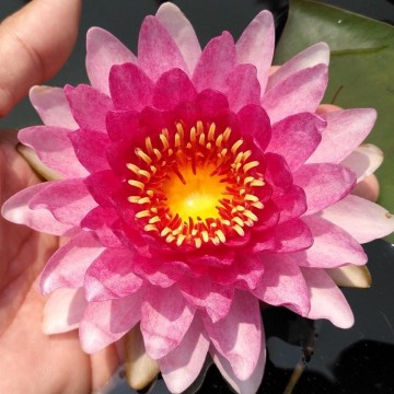 Nymphaea nattamon nelumbogarden waterlilies matthijs hazeleger water lilies 2.jpg