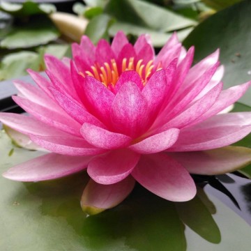 Nymphaea nattamon nelumbogarden waterlilies matthijs hazeleger water lilies 4.jpg