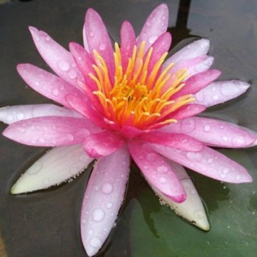 Nymphaea newton nelumbogarden waterlilies 1