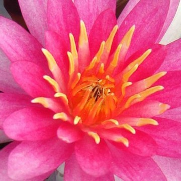 Nymphaea newton nelumbogarden waterlilies 2