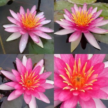 Nymphaea newton nelumbogarden waterlilies 4