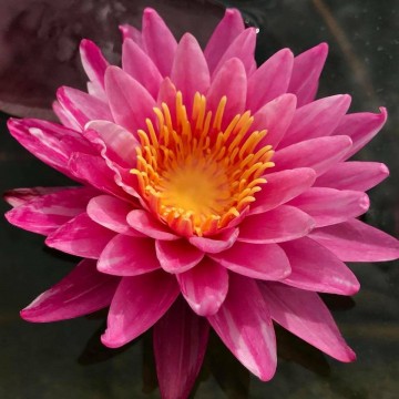 Nymphaea nipaporn nelumbogarden waterlilies 1