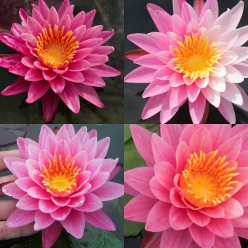 Nymphaea nipaporn nelumbogarden waterlilies 2