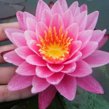 Nymphaea nipaporn nelumbogarden waterlilies 3