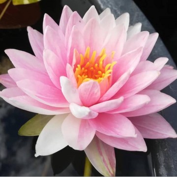 Nymphaea painted lady nelumbogarden waterlilies 1