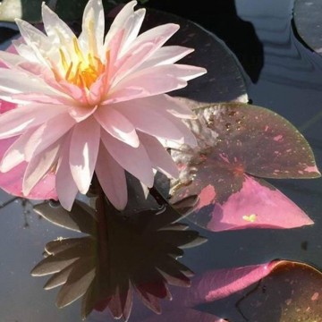 Nymphaea painted lady nelumbogarden waterlilies 2