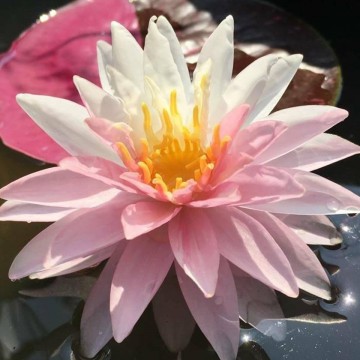 Nymphaea painted lady nelumbogarden waterlilies 3