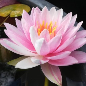 Nymphaea painted lady nelumbogarden waterlilies 5