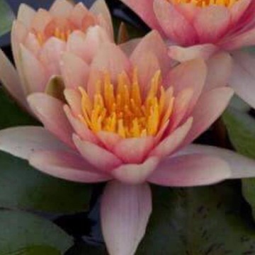Nymphaea paul harriot nelumbogarden waterlilies 1