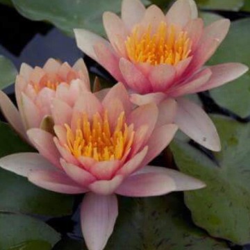 Nymphaea paul harriot nelumbogarden waterlilies 4