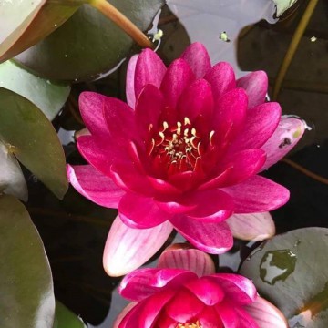 Nymphaea perrys baby red nelumbogarden waterlilies 2