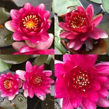 Nymphaea perrys baby red nelumbogarden waterlilies 6