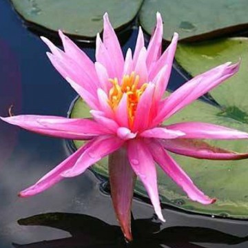 Nymphaea perrys cactus pink matthijs hazeleger nelumbo garden waterlelies 2