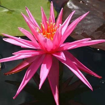 Nymphaea perrys cactus pink matthijs hazeleger nelumbo garden waterlelies 3