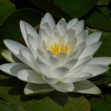 Nymphaea perrys double white nelumbogarden waterlilies 1