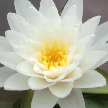 Nymphaea perrys double white nelumbogarden waterlilies 2