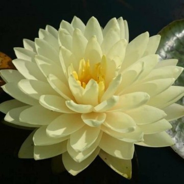 Nymphaea perrys double yellow nelumbogarden waterlilies 1