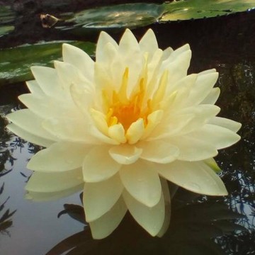 Nymphaea perrys double yellow nelumbogarden waterlilies 2