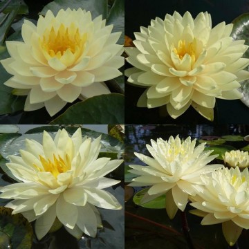 Nymphaea perrys double yellow nelumbogarden waterlilies 3