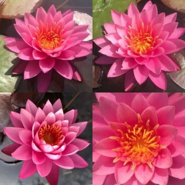 Nymphaea perrys fire opal nelumbogarden waterlilies 3