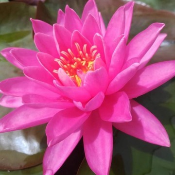 Nymphaea perrys magnificent nelumbogarden waterlilies 1