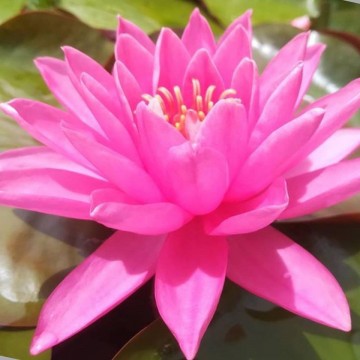 Nymphaea perrys magnificent nelumbogarden waterlilies 2
