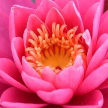 Nymphaea perrys magnificent nelumbogarden waterlilies 3