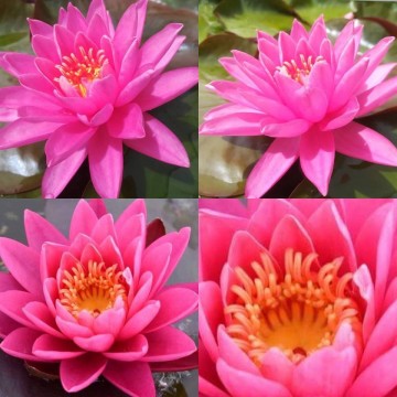 Nymphaea perrys magnificent nelumbogarden waterlilies 5