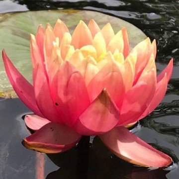 Nymphaea perrys orange sunset nelumbogarden waterlilies 1