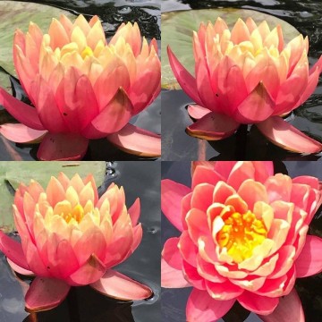 Nymphaea perrys orange sunset nelumbogarden waterlilies 3