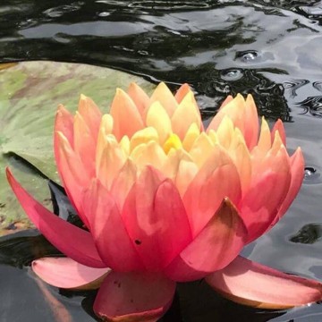 Nymphaea perrys orange sunset nelumbogarden waterlilies 5