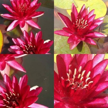 Nymphaea perrys red blaze nelumbo garden matthis hazeleger waterlelies 3