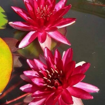 Nymphaea perrys red blaze nelumbo garden matthis hazeleger waterlelies 4