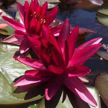 Nymphaea perrys red star nelumbo garden matthijs hazeleger waterlelies 3