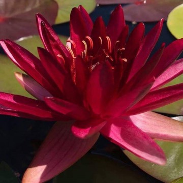 Nymphaea perrys red star nelumbo garden matthijs hazeleger waterlelies 4