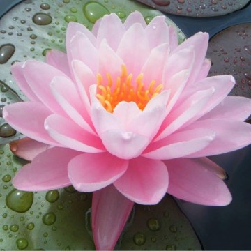 Nymphaea peter slocum nelumbogarden waterlilies 1