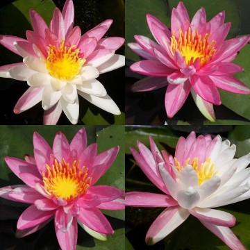Nymphaea pink dawn nelumbogarden waterlilies 6