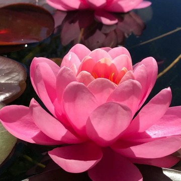 Nymphaea pink peony nelumbogarden waterlilies 1