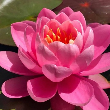 Nymphaea pink peony nelumbogarden waterlilies 2