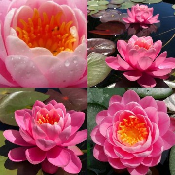 Nymphaea pink peony nelumbogarden waterlilies 3