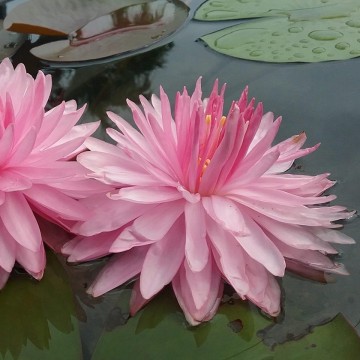 Nymphaea pink pom pom nelumbogarden waterlilies 2