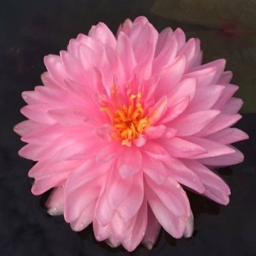 Nymphaea pink pom pom nelumbogarden waterlilies 3