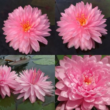 Nymphaea pink pom pom nelumbogarden waterlilies 4