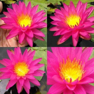 Nymphaea pink silk nelumbogarden waterlilies 2