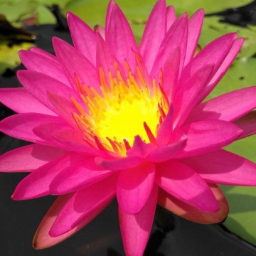 Nymphaea pink silk nelumbogarden waterlilies 3