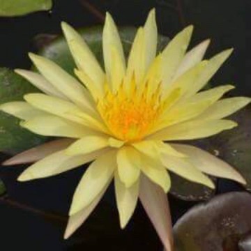 Nymphaea pinwaree nelumbogarden waterlilies 2